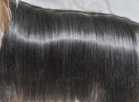 Toning (paint) for coat dogs STEEL NEW FORMULA
